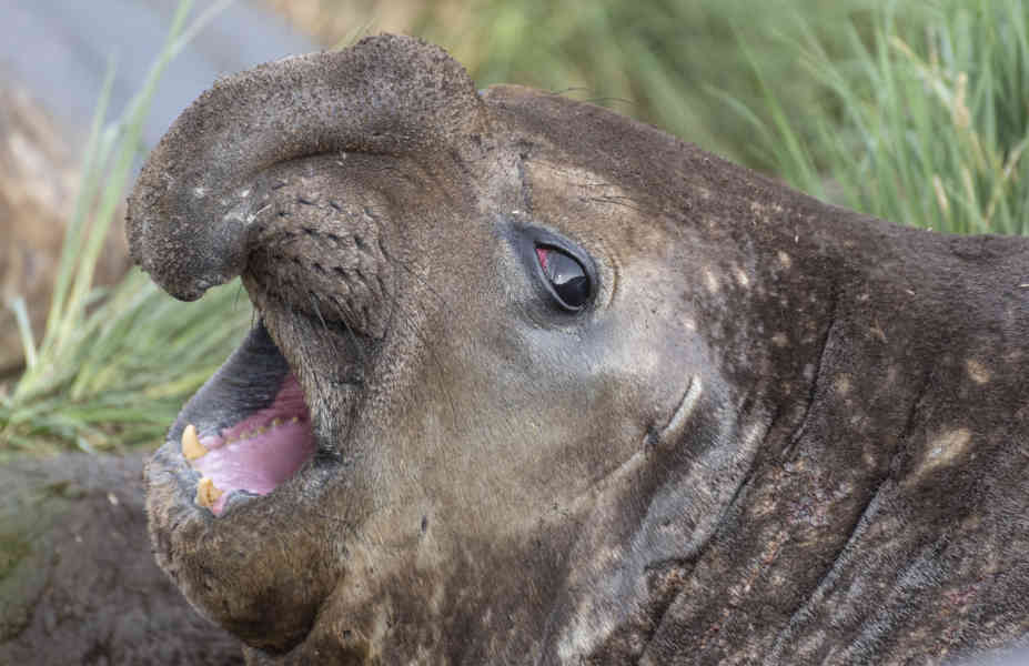 Elefante Marino - islas Georgias del Sur 18.jpg